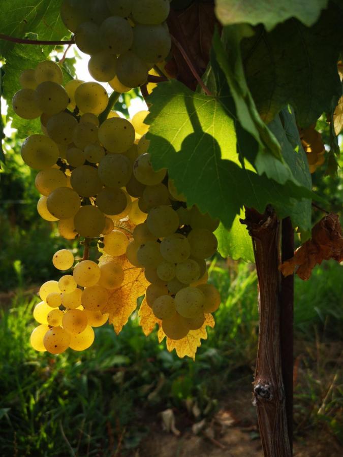 Villa Pizzulin - Wine&Living Prepotto  Esterno foto
